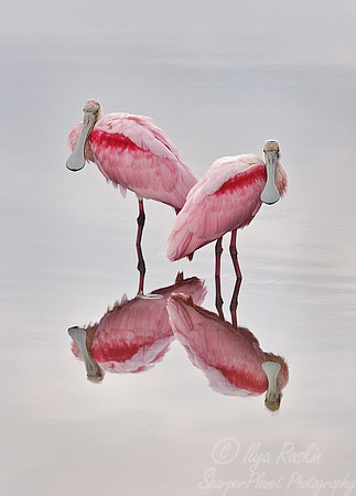 116 Roseate Spoonbills (Ajaja ajaja) FL