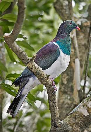 009 New Zealand Pigeon_New Zealand