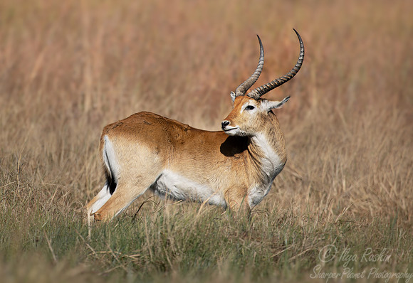 392 Red or southern lechwe (Kobus leche)- Botswana