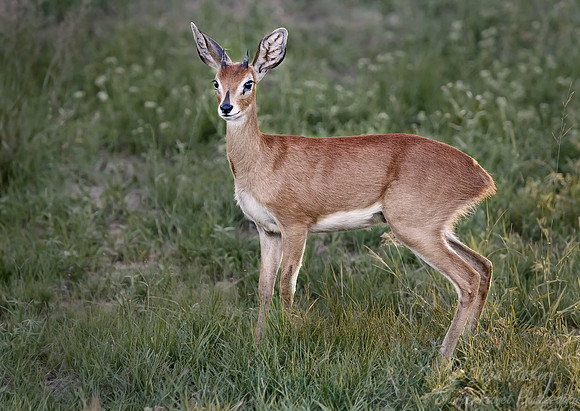 032_Common Duiker_South Africa