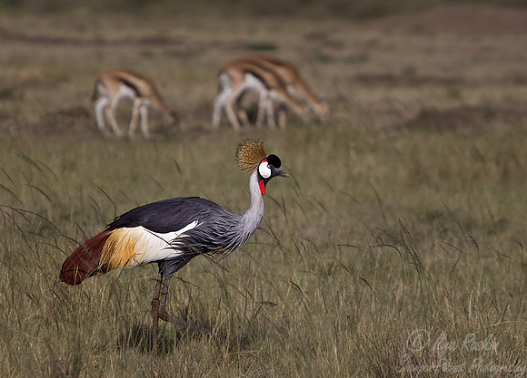 034 Grey Crowned Crane (Balearica regulorum) - Masai Mara Kenya