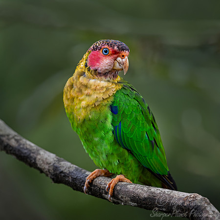 753 Red-faced parrot (Hapalopsittaca pyrrhops) - Ecuador