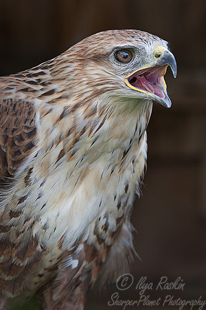 036 Common Buzzard (Buteo buteo) - Kazakhstan