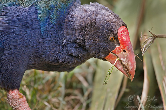 005 Takahe_New Zealand