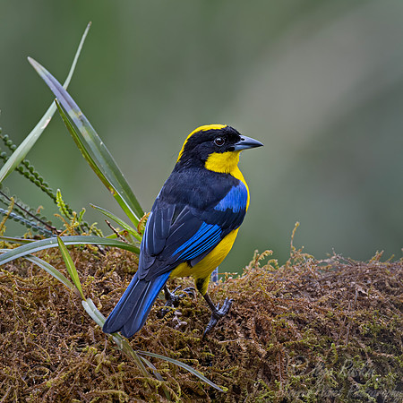 660 Blue-winged mountain tanager (Anisognathus somptuosus) - Ecuador