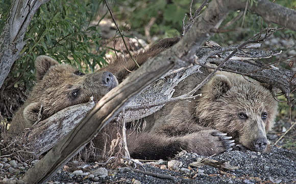 072 Brown Bear (Ursus arctos) - Kamchatka Russia