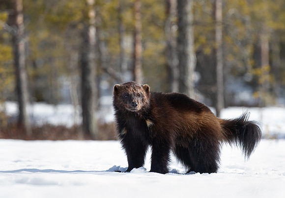 217 Wolverine (Gulo gulo) - Finland