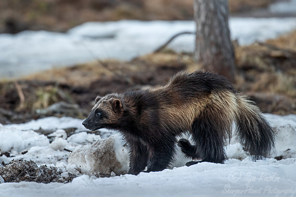 220 Wolverine (Gulo gulo) - Finland