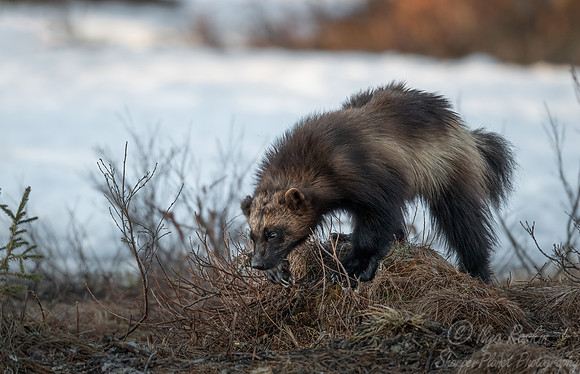 219 Wolverine (Gulo gulo) - Finland
