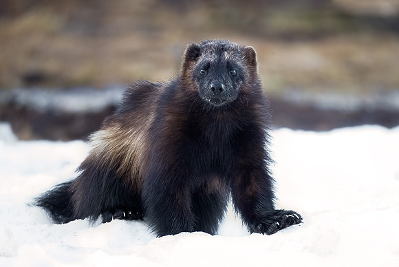 216 Wolverine (Gulo gulo) - Finland