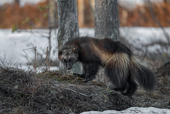 218 Wolverine (Gulo gulo) - Finland