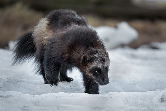 221 Wolverine (Gulo gulo) - Finland
