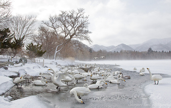 088 Whooper Swans (Cygnus cygnus) - Hokkaido Japan