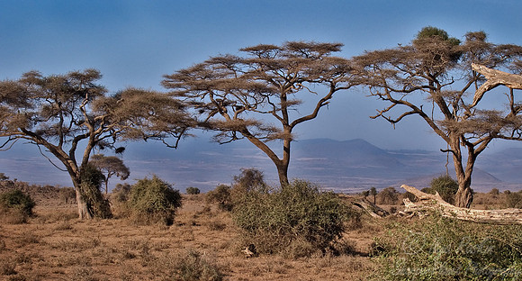 002 Kenya
