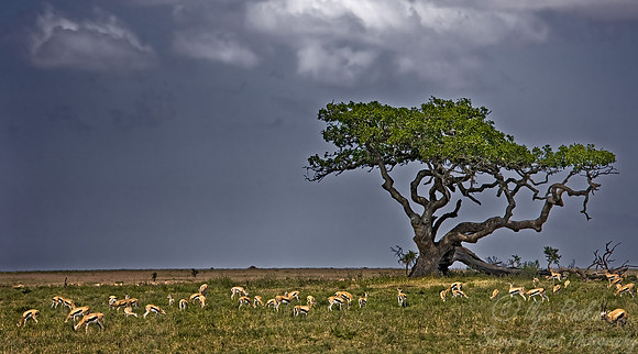 005 Tanzania