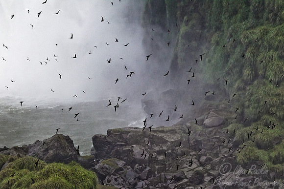 022 Iguazu Falls - Brazil