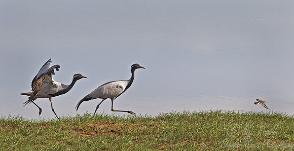040 Common Cranes (Grus grus) - Mongolia