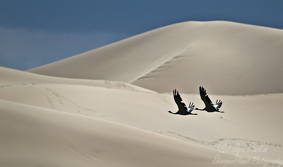 041  Common Cranes (Grus grus) - Mongolia