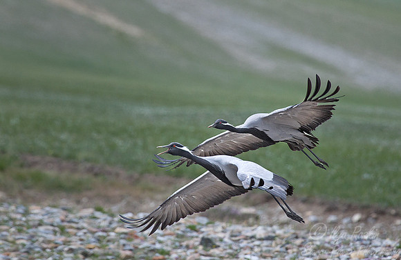 042  Common Cranes (Grus grus) - Mongolia