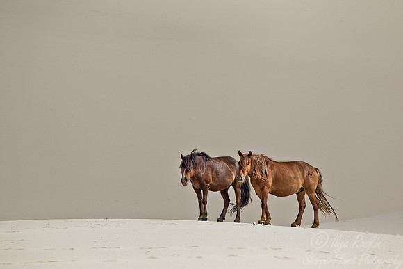 061 Horses - Mongolia