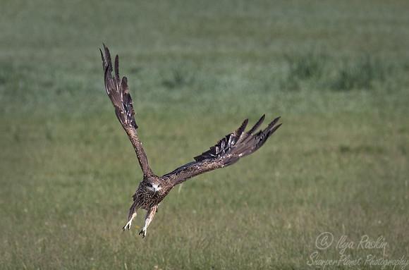 105 Black Kite (Milvus migrans) - Mongolia
