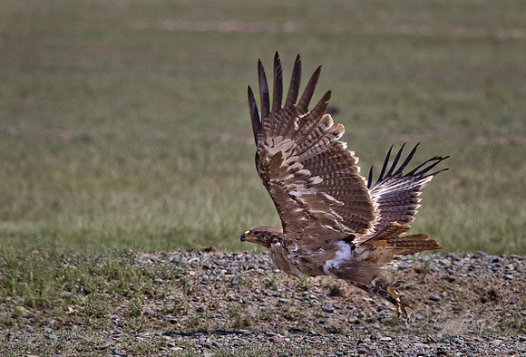 104 Common Buzzard (Buteo buteo) - Mongolia
