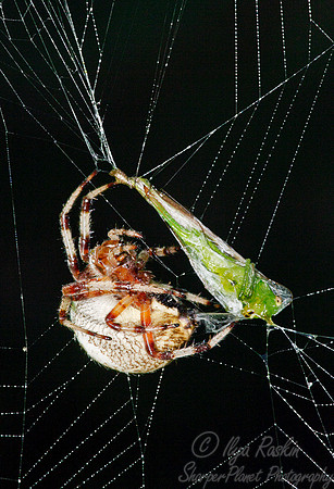 026 Spider - NY