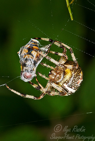 025 Spider - PA
