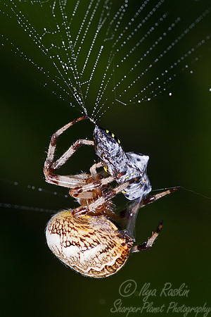 024 Spider - NY