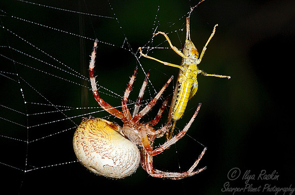 027 Spider - NY