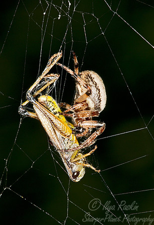028 Spider - NY