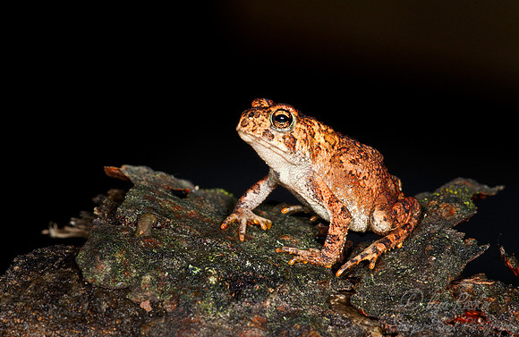 059 Frog - NY