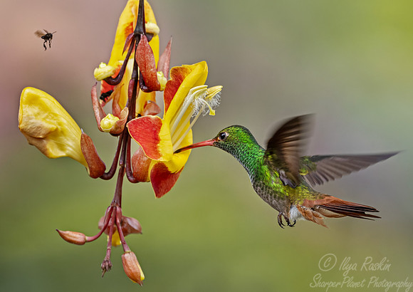 541 Rufous-tailed hummingbird (Amazilia tzacatl) - Ecuador