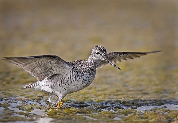 071 Lesser Yellowlegs - NJ