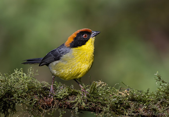 714 Yellow-breasted brushfinch (Atlapetes latinuchus) - Ecuador