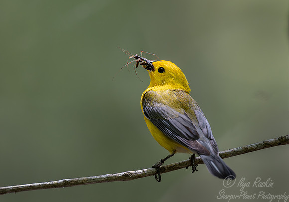 142 Prothonotary warbler (Protonotaria citrea) - SC