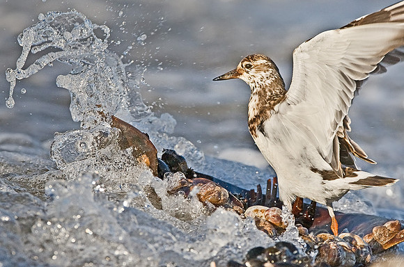 070 Ruddy Turnstone - NJ