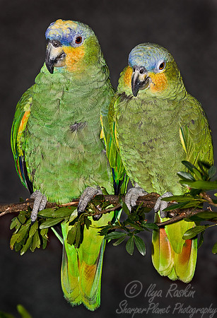 002 Orange-winged Amazon Parrot - Ecuador