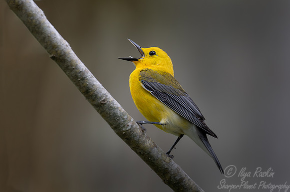 147 Prothonotary warbler (Protonotaria citrea) - SC