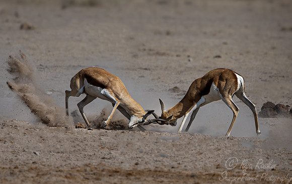 385 Springboks or Springbucks (Antidorcas marsupialis) - Botswana