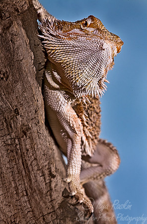 003_Bearded Dragon_1