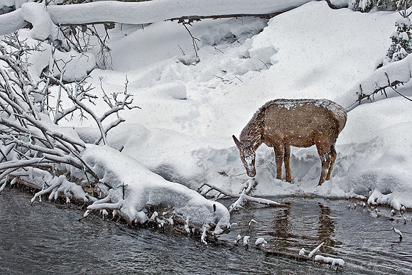 018_Elk (Cervus canadensis)_Yellowstone