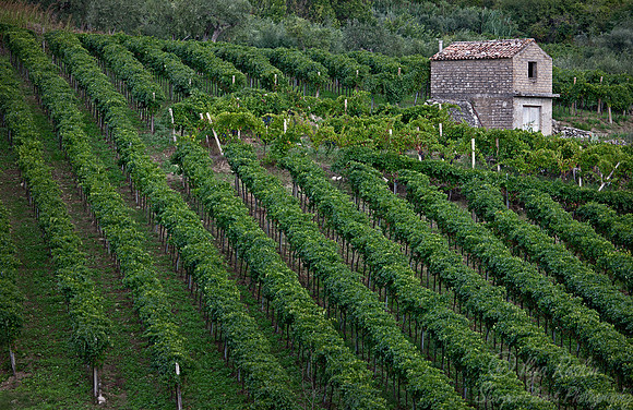 081 Guardia Sanframondi - Italy