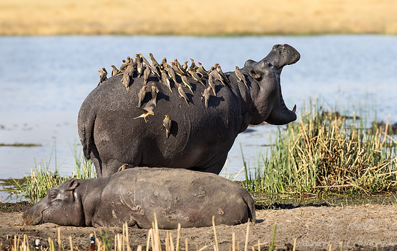 402 Hippopotamuses (Hippopotamus amphibius) - Botswana