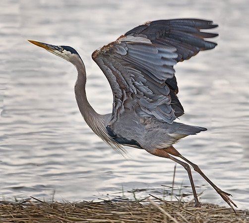 013_Great Blue Heron_DE