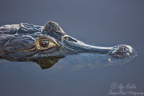 034_Spectacled caiman 2_Pantanal_Brazil