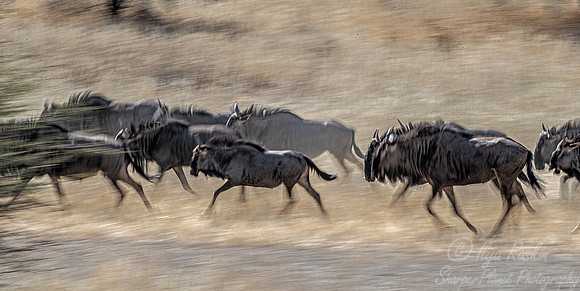 361 Blue wildebeests (Connochaetes taurinus) - Kgalagadi Transfrontier Park SA