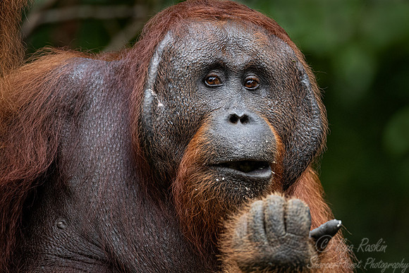 002 Bornean orangutan (Pongo pygmaeus) - Tanjung Puting NP Borneo Indonesia