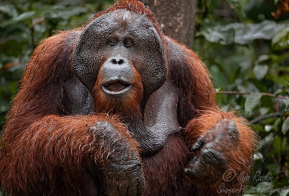 001 Bornean orangutan (Pongo pygmaeus) - Tanjung Puting NP Borneo Indonesia