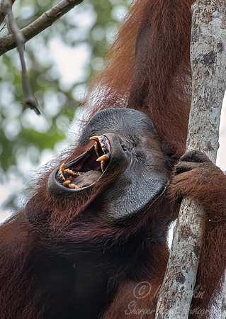 012 Bornean orangutan (Pongo pygmaeus) - Tanjung Puting NP Borneo Indonesia